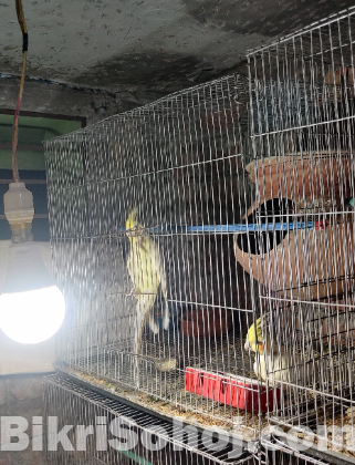 রানিং ককাটেল এক জোড়া